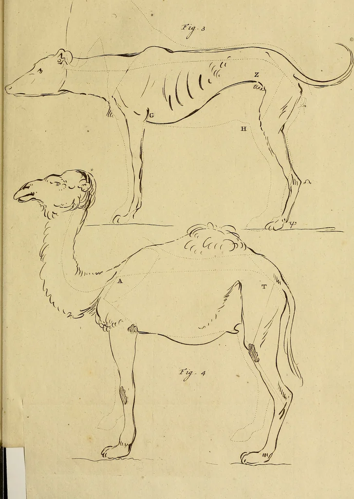 An illustration from Redenvoeringen van wylen Petrus Camper, over de wyze, om de onderscheidene hartstogten op onze wezens te verbeelden : over de verbaazende overeenkomst tusschen de viervoetige dieren, de vogelen, de visschen en den mensch, en over het gedaante schoon : gehouden in de Teken Academie te Amsterdam, 1792, leaf 122