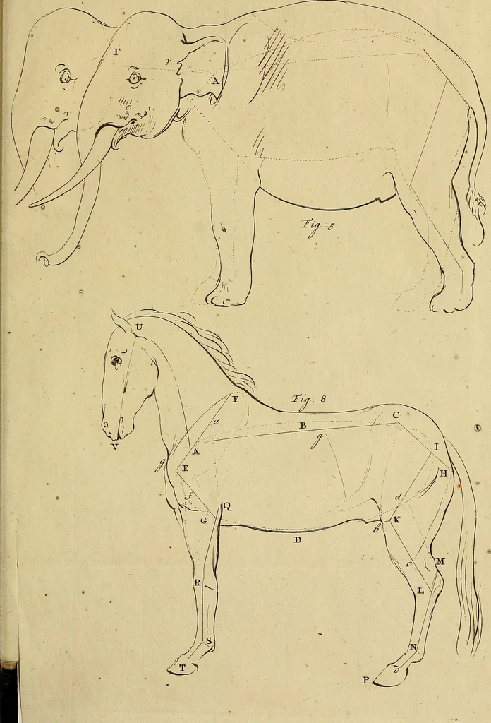 An illustration from Redenvoeringen van wylen Petrus Camper, over de wyze, om de onderscheidene hartstogten op onze wezens te verbeelden : over de verbaazende overeenkomst tusschen de viervoetige dieren, de vogelen, de visschen en den mensch, en over het gedaante schoon : gehouden in de Teken Academie te Amsterdam, 1792, leaf 124