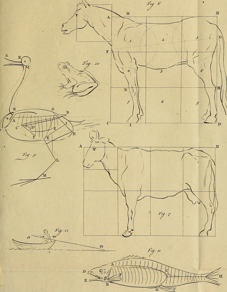 An illustration from Redenvoeringen van wylen Petrus Camper, over de wyze, om de onderscheidene hartstogten op onze wezens te verbeelden : over de verbaazende overeenkomst tusschen de viervoetige dieren, de vogelen, de visschen en den mensch, en over het gedaante schoon : gehouden in de Teken Academie te Amsterdam, 1792, leaf 126