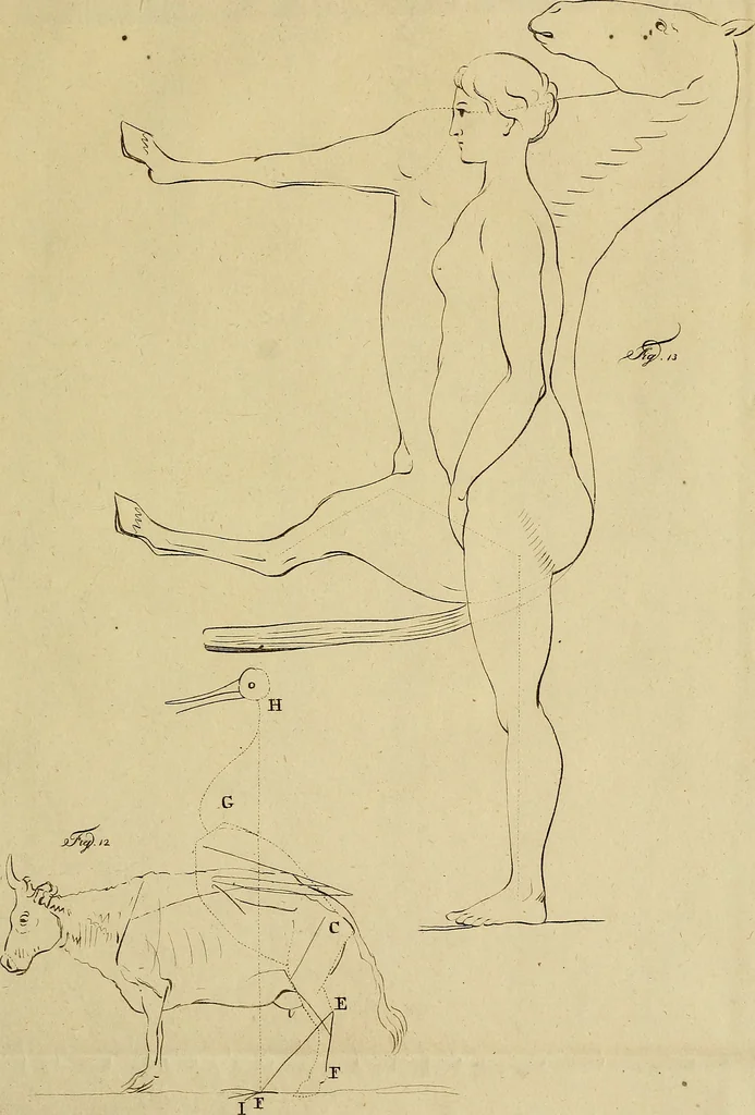 An illustration from Redenvoeringen van wylen Petrus Camper, over de wyze, om de onderscheidene hartstogten op onze wezens te verbeelden : over de verbaazende overeenkomst tusschen de viervoetige dieren, de vogelen, de visschen en den mensch, en over het gedaante schoon : gehouden in de Teken Academie te Amsterdam, 1792, leaf 128