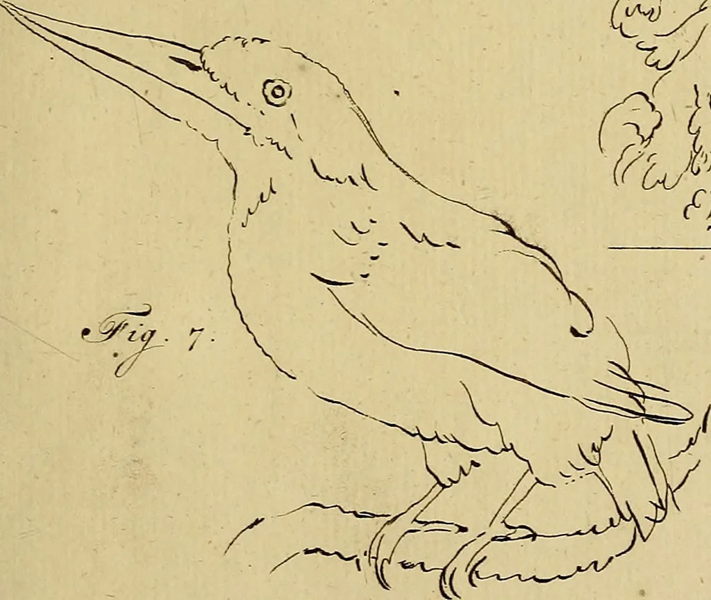 An illustration from Redenvoeringen van wylen Petrus Camper, over de wyze, om de onderscheidene hartstogten op onze wezens te verbeelden : over de verbaazende overeenkomst tusschen de viervoetige dieren, de vogelen, de visschen en den mensch, en over het gedaante schoon : gehouden in de Teken Academie te Amsterdam, 1792, leaf 130