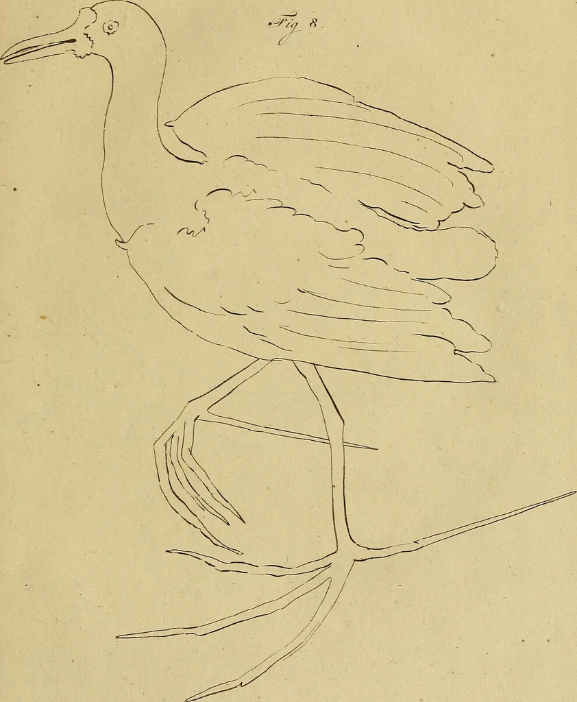 An illustration from Redenvoeringen van wylen Petrus Camper, over de wyze, om de onderscheidene hartstogten op onze wezens te verbeelden : over de verbaazende overeenkomst tusschen de viervoetige dieren, de vogelen, de visschen en den mensch, en over het gedaante schoon : gehouden in de Teken Academie te Amsterdam, 1792, leaf 134
