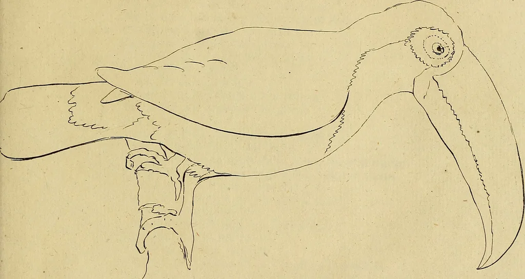An illustration from Redenvoeringen van wylen Petrus Camper, over de wyze, om de onderscheidene hartstogten op onze wezens te verbeelden : over de verbaazende overeenkomst tusschen de viervoetige dieren, de vogelen, de visschen en den mensch, en over het gedaante schoon : gehouden in de Teken Academie te Amsterdam, 1792, leaf 136