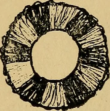 An illustration from Reed and raffia construction work in primary schools; a practical manual especially for primary-kindergarten teachers .., 1904, leaf 10