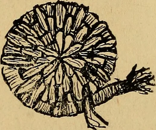 An illustration from Reed and raffia construction work in primary schools; a practical manual especially for primary-kindergarten teachers .., 1904, leaf 32
