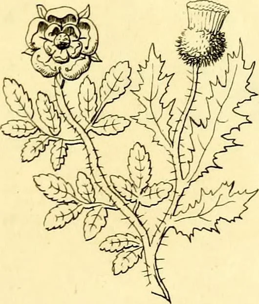 An illustration from Regal heraldry; the armorial insignia of the Kings and Queens of England, from coeval authorities, 1821, leaf 174