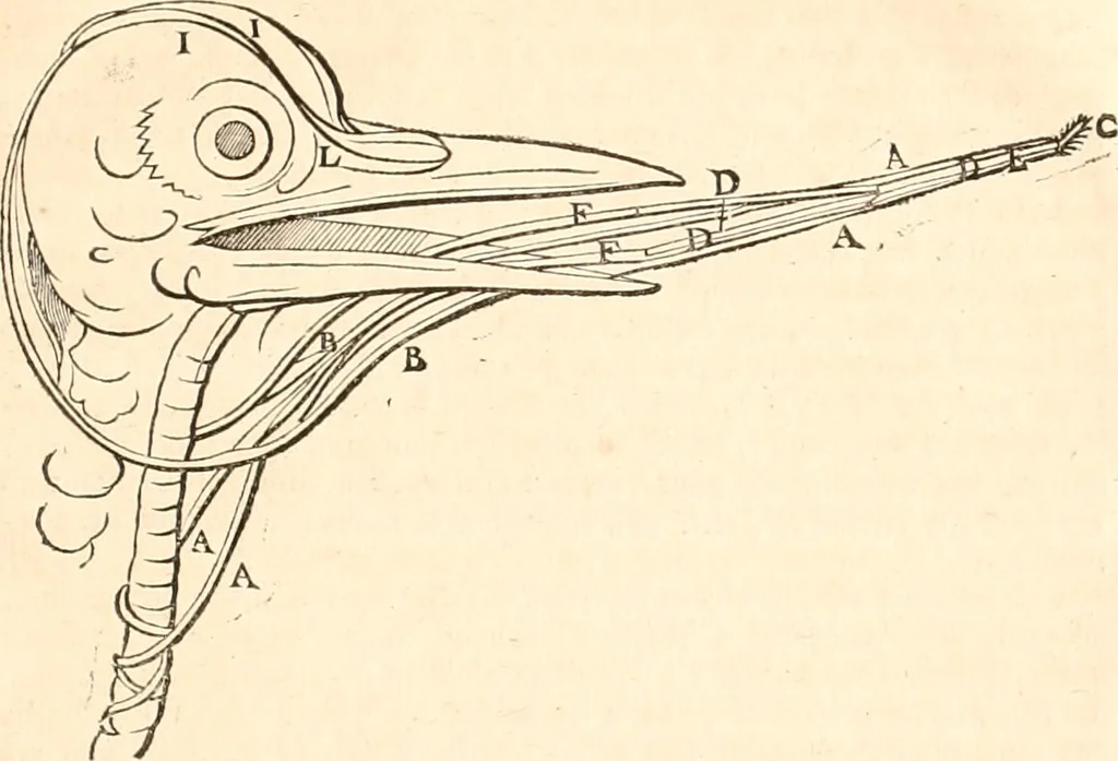 An illustration from Regiæ Scientiarum Academiæ Historia, 1698, leaf 374