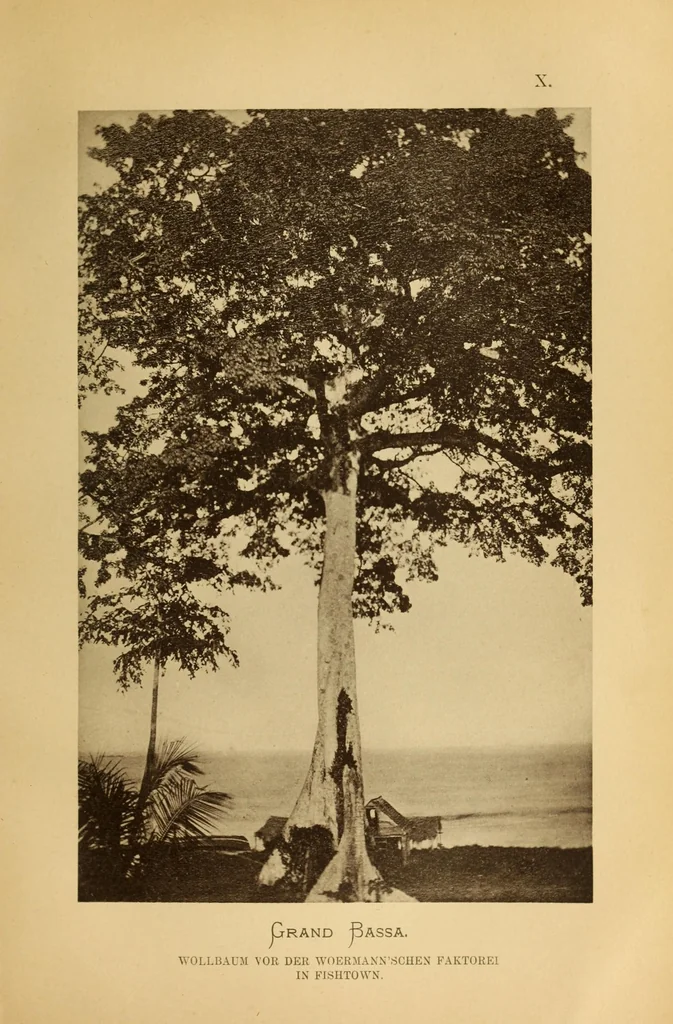 An illustration from Reisebilder aus Liberia : Resultate geographischer, naturwissenschaftlicher und ethnographischer untersuchungen während der jahre 1879-1882 und 1886-1887, 1890, leaf 453