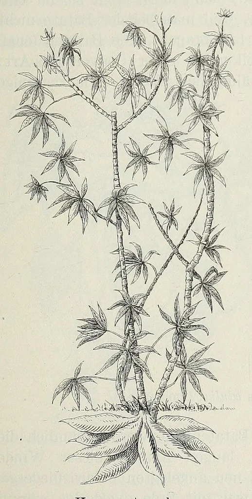 An illustration from Reisebilder aus Liberia : Resultate geographischer, naturwissenschaftlicher und ethnographischer untersuchungen während der jahre 1879-1882 und 1886-1887, 1890, leaf 143