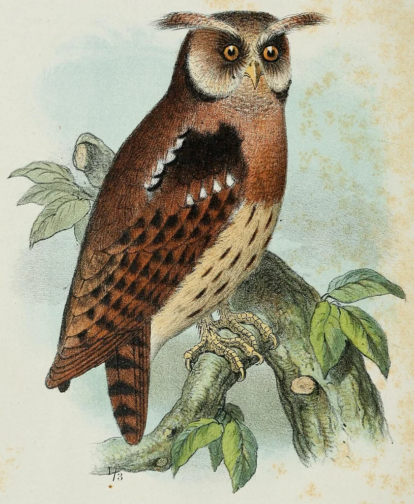 An illustration from Reisebilder aus Liberia : Resultate geographischer, naturwissenschaftlicher und ethnographischer untersuchungen während der jahre 1879-1882 und 1886-1887, 1890, leaf 452