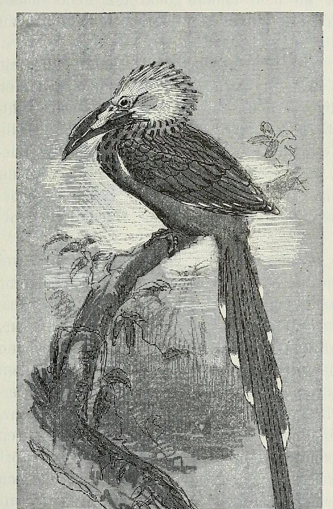 An illustration from Reisebilder aus Liberia : Resultate geographischer, naturwissenschaftlicher und ethnographischer untersuchungen während der jahre 1879-1882 und 1886-1887, 1890, leaf 473
