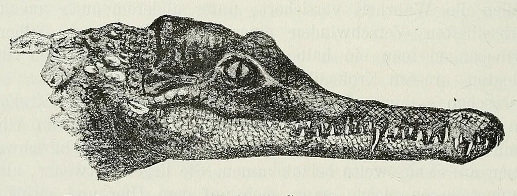 An illustration from Reisebilder aus Liberia : Resultate geographischer, naturwissenschaftlicher und ethnographischer untersuchungen während der jahre 1879-1882 und 1886-1887, 1890, leaf 494