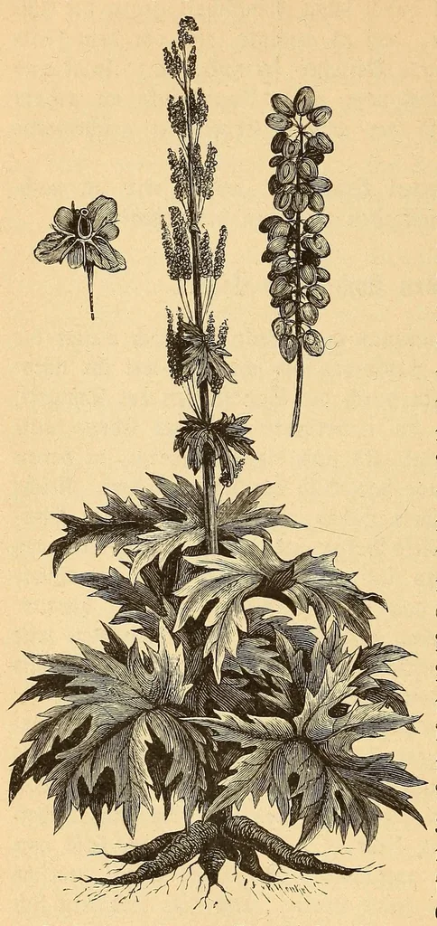 An illustration from Reisen in Zentral- und Nordasien, 1891, leaf 530