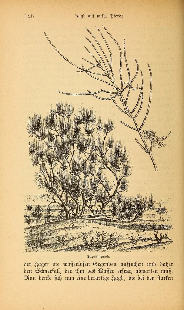 An illustration from Reisen in Zentral- und Nordasien, 1891, leaf 560