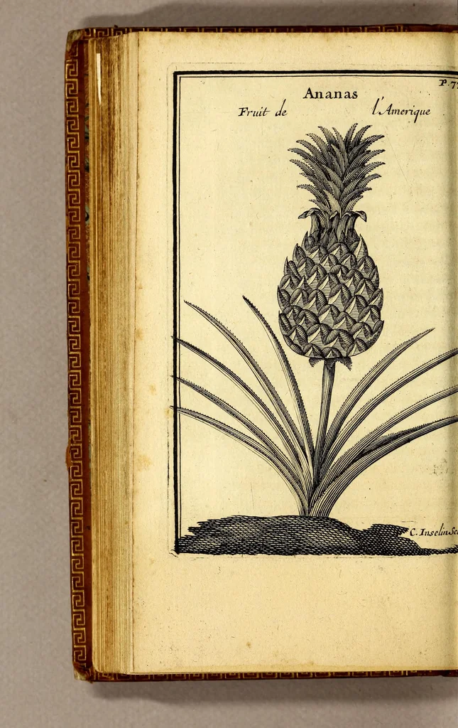 An illustration from Relation d'un voyage fait en 1695. 1696. & 1697. aux côtes d'Afrique, détroit de Magellan, Brezil, Cayenne & isles Antilles, par une escadre des vaisseaux du roy, commandée par M. de Gennes., 1698, leaf 120