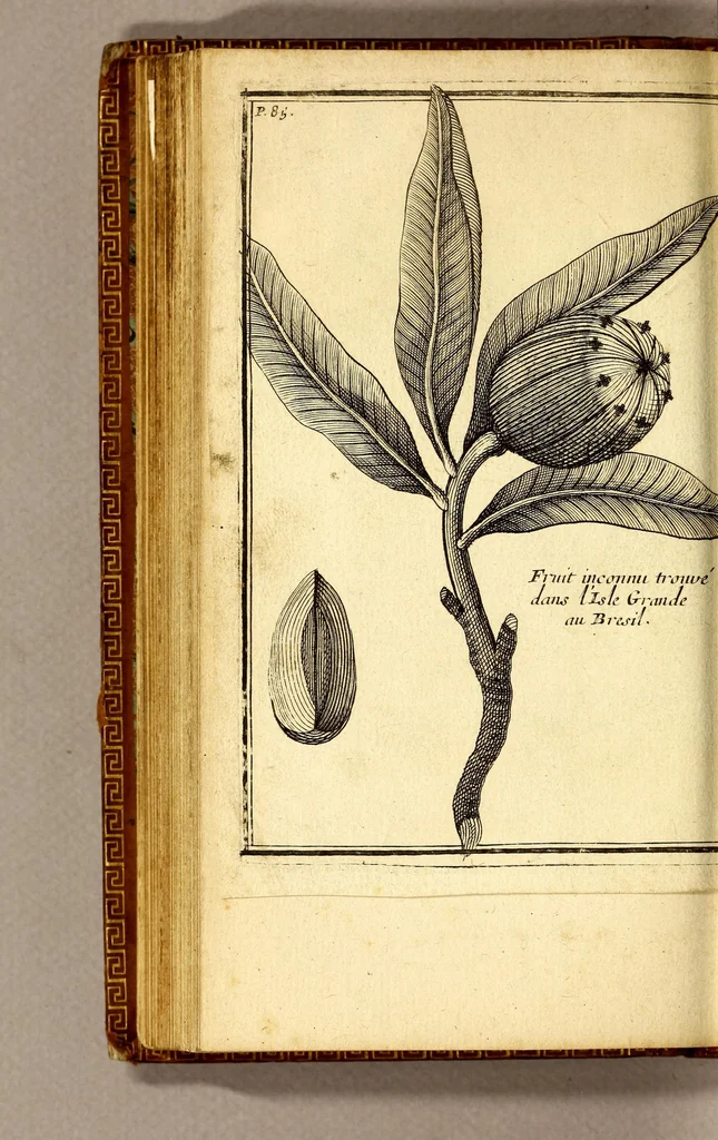 An illustration from Relation d'un voyage fait en 1695. 1696. & 1697. aux côtes d'Afrique, détroit de Magellan, Brezil, Cayenne & isles Antilles, par une escadre des vaisseaux du roy, commandée par M. de Gennes., 1698, leaf 130