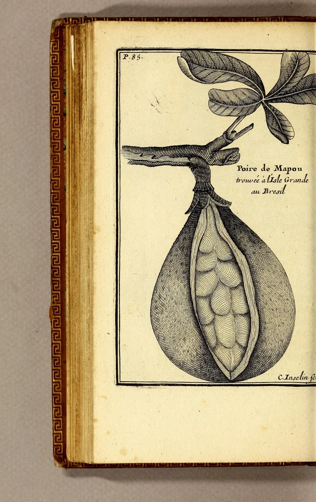 An illustration from Relation d'un voyage fait en 1695. 1696. & 1697. aux côtes d'Afrique, détroit de Magellan, Brezil, Cayenne & isles Antilles, par une escadre des vaisseaux du roy, commandée par M. de Gennes., 1698, leaf 132