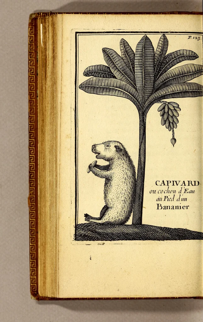 An illustration from Relation d'un voyage fait en 1695. 1696. & 1697. aux côtes d'Afrique, détroit de Magellan, Brezil, Cayenne & isles Antilles, par une escadre des vaisseaux du roy, commandée par M. de Gennes., 1698, leaf 184