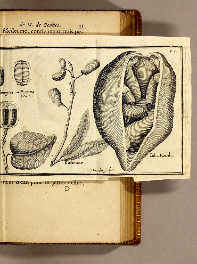 An illustration from Relation d'un voyage fait en 1695. 1696. & 1697. aux côtes d'Afrique, détroit de Magellan, Brezil, Cayenne & isles Antilles, par une escadre des vaisseaux du roy, commandée par M. de Gennes., 1698, leaf 71
