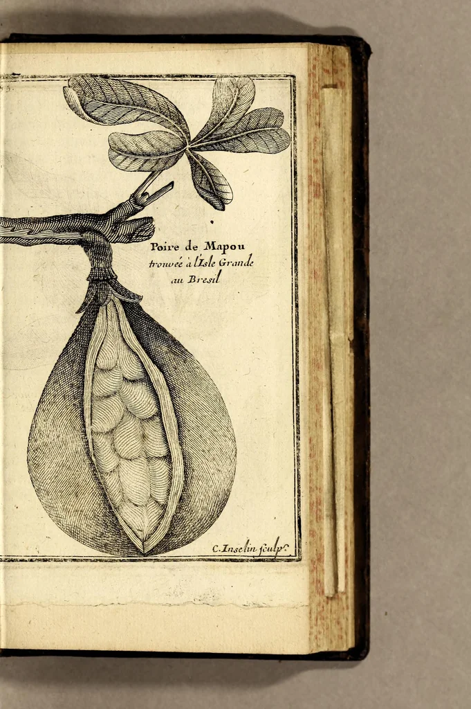 An illustration from Relation d'un voyage fait en 1695. 1696. & 1697. aux côtes d'Afrique, détroit de Magellan, Brezil, Cayenne & isles Antilles, par une escadre des vaisseaux du roy, commandée par Monsieur de Gennes., 1700, leaf 131