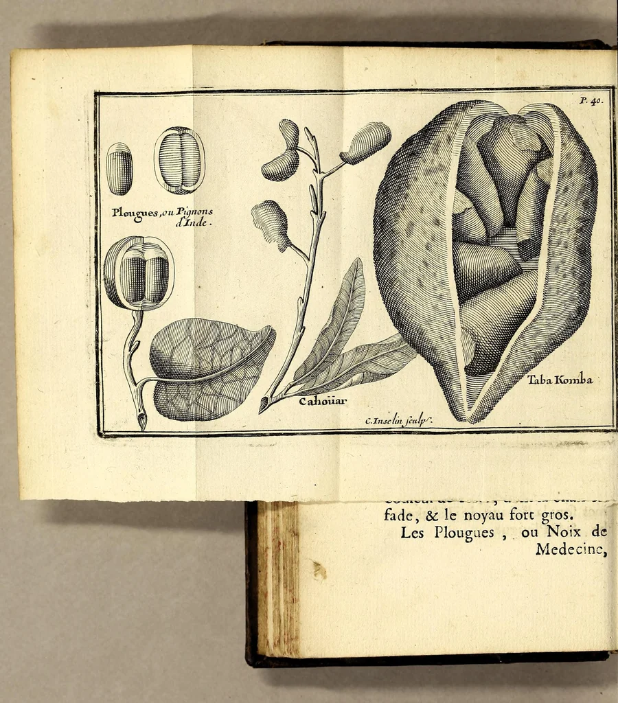 An illustration from Relation d'un voyage fait en 1695. 1696. & 1697. aux côtes d'Afrique, détroit de Magellan, Brezil, Cayenne & isles Antilles, par une escadre des vaisseaux du roy, commandée par Monsieur de Gennes., 1700, leaf 72