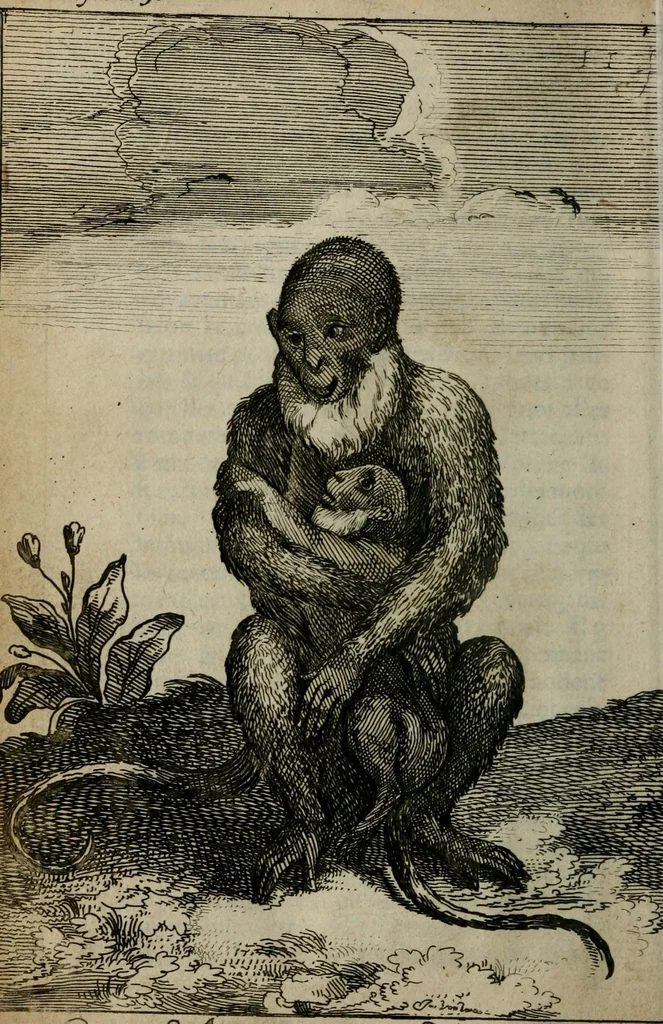 An illustration from Relation ou voyage de l'isle de Ceylan, dans les Indes orientales. Contenant une description exacte de cette isle, la forme de son gouvernement, le commerce, les moeurs, les coûtumes, & la religion de ses habitans:, 1693, leaf 105