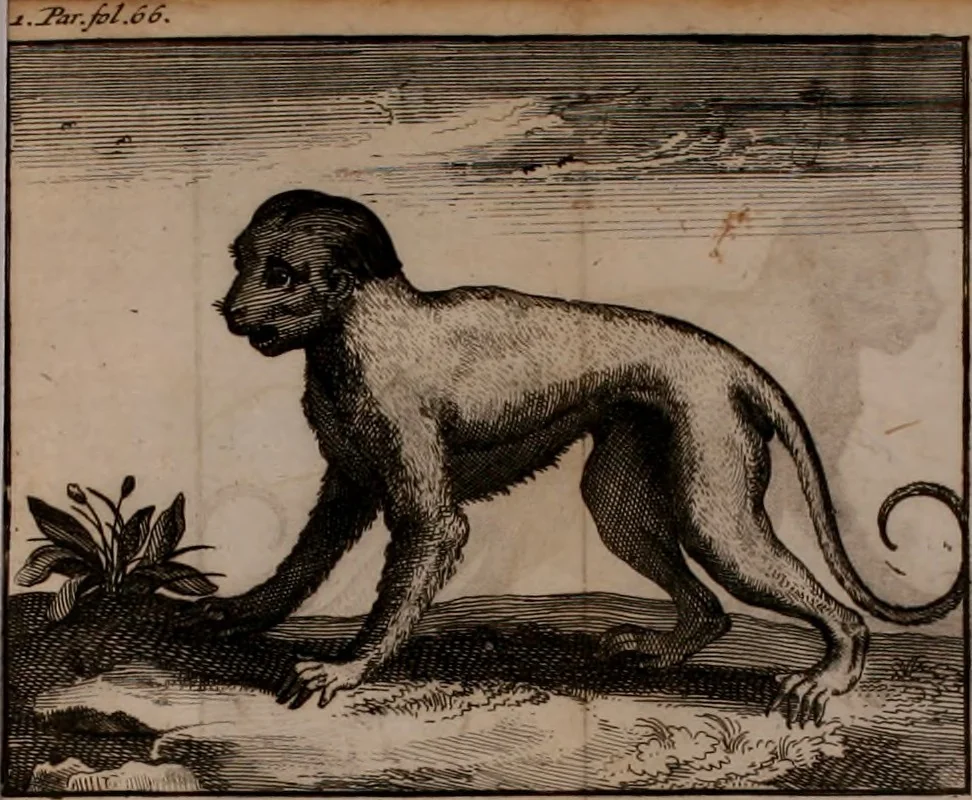 An illustration from Relation ou voyage de l'isle de Ceylan, dans les Indes orientales. Contenant une description exacte de cette isle, la forme de son gouvernement, le commerce, les moeurs, les coûtumes, & la religion de ses habitans:, 1693, leaf 109