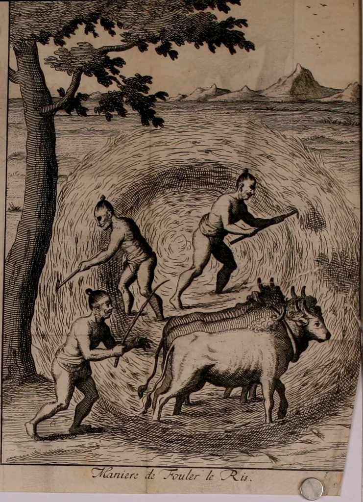 An illustration from Relation ou voyage de l'isle de Ceylan, dans les Indes orientales. Contenant une description exacte de cette isle, la forme de son gouvernement, le commerce, les moeurs, les coûtumes, & la religion de ses habitans:, 1693, leaf 61