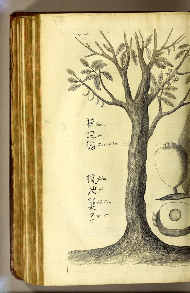 An illustration from Relations de divers voyages curieux, qui n'ont point esté publiees; : ov qvi ont esté traduites d'Haclvyt; de Purchas, & d'autres voyageurs anglois, hollandois, portugais, allemands, espagnols; et de qvelqves Persans, Arabes, et avtres auteurs orientaux. Enrichies de figures de plantes non décrites, d'animaux inconnus à l'Europe, & de cartes geographiques de pays dont on n'a point encore donné de cartes, 1664, leaf 784