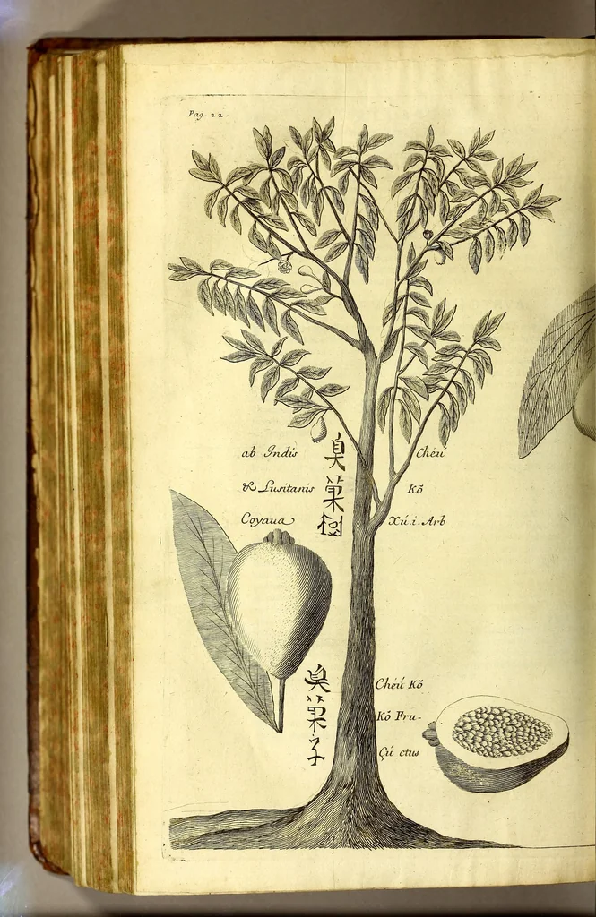 An illustration from Relations de divers voyages curieux, qui n'ont point esté publiees; : ov qvi ont esté traduites d'Haclvyt; de Purchas, & d'autres voyageurs anglois, hollandois, portugais, allemands, espagnols; et de qvelqves Persans, Arabes, et avtres auteurs orientaux. Enrichies de figures de plantes non décrites, d'animaux inconnus à l'Europe, & de cartes geographiques de pays dont on n'a point encore donné de cartes, 1664, leaf 790