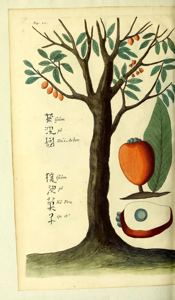 An illustration from Relations de divers voyages curieux, qui n'ont point esté publiees; : ov qvi ont esté traduites d'Haclvyt; de Purchas, & d'autres voyageurs anglois, hollandois, portugais, allemands, espagnols; et de qvelqves Persans, Arabes, et avtres auteurs orientaux. Enrichies de figures de plantes non décrites, d'animaux inconnus à l'Europe, & de cartes geographiques de pays dont on n'a point encore donné de cartes, 1664, leaf 784