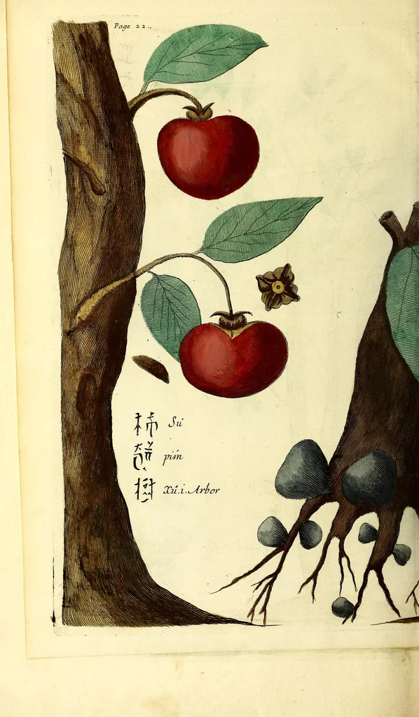 An illustration from Relations de divers voyages curieux, qui n'ont point esté publiees; : ov qvi ont esté traduites d'Haclvyt; de Purchas, & d'autres voyageurs anglois, hollandois, portugais, allemands, espagnols; et de qvelqves Persans, Arabes, et avtres auteurs orientaux. Enrichies de figures de plantes non décrites, d'animaux inconnus à l'Europe, & de cartes geographiques de pays dont on n'a point encore donné de cartes, 1664, leaf 802