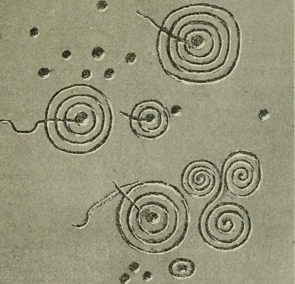 An illustration from La religion des Gaulois : les Druides et la druidisme : leçons professées à l'École du Louvre en 1896, 1897, leaf 92