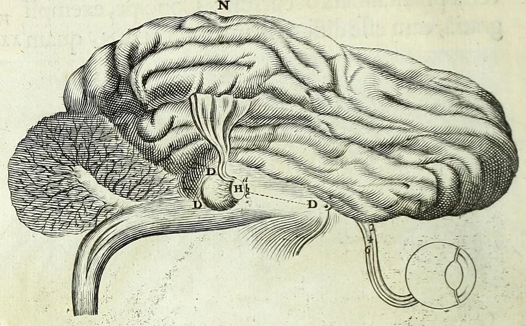 An illustration from Renatus des Cartes De homine figuris /, 1664, leaf 124
