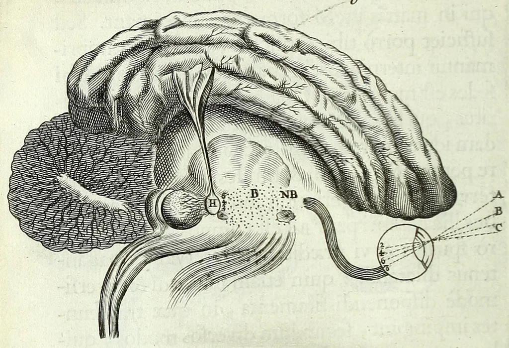 An illustration from Renatus des Cartes De homine figuris /, 1664, leaf 130