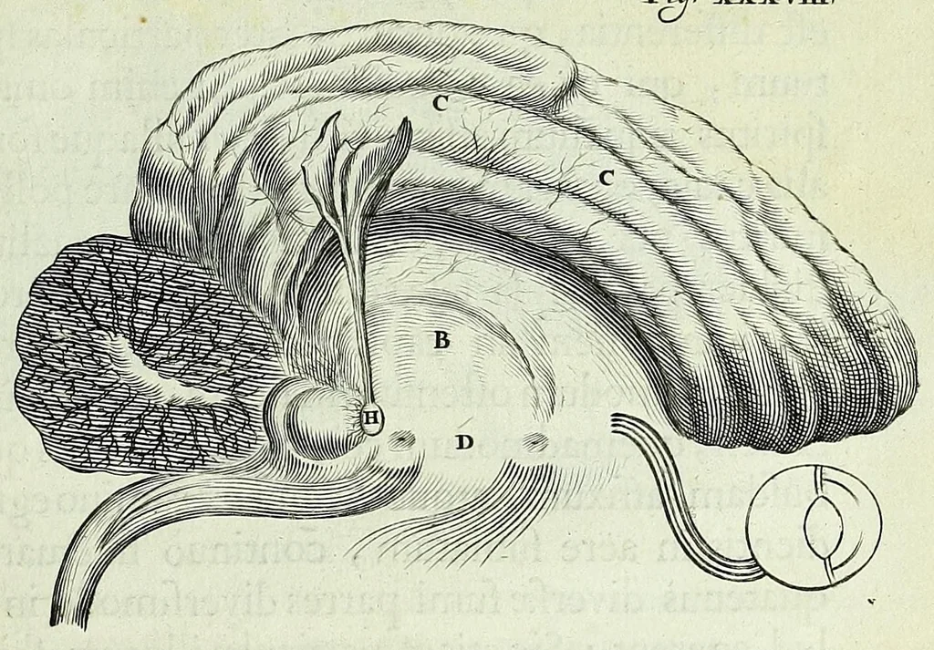 An illustration from Renatus des Cartes De homine figuris /, 1664, leaf 133