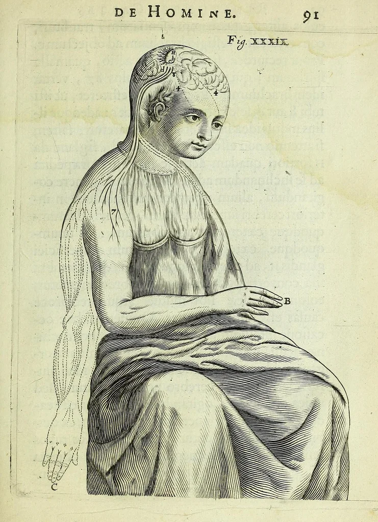 An illustration from Renatus des Cartes De homine figuris /, 1664, leaf 137