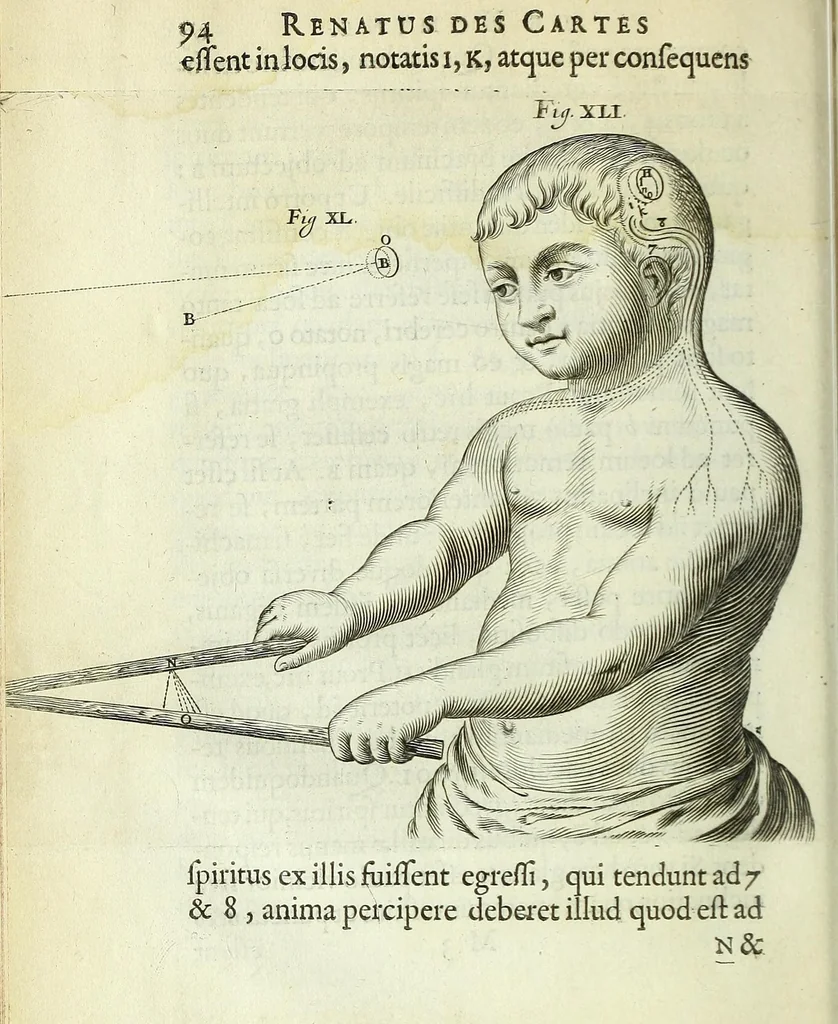 An illustration from Renatus des Cartes De homine figuris /, 1664, leaf 140