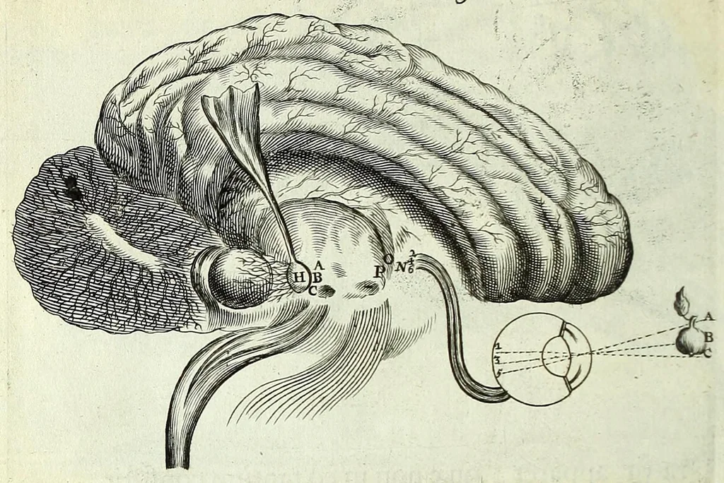An illustration from Renatus des Cartes De homine figuris /, 1664, leaf 146