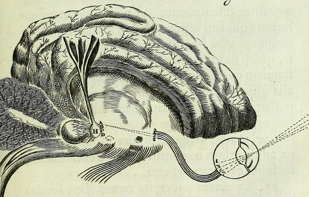 An illustration from Renatus des Cartes De homine figuris /, 1664, leaf 149