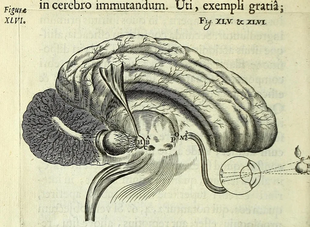 An illustration from Renatus des Cartes De homine figuris /, 1664, leaf 152
