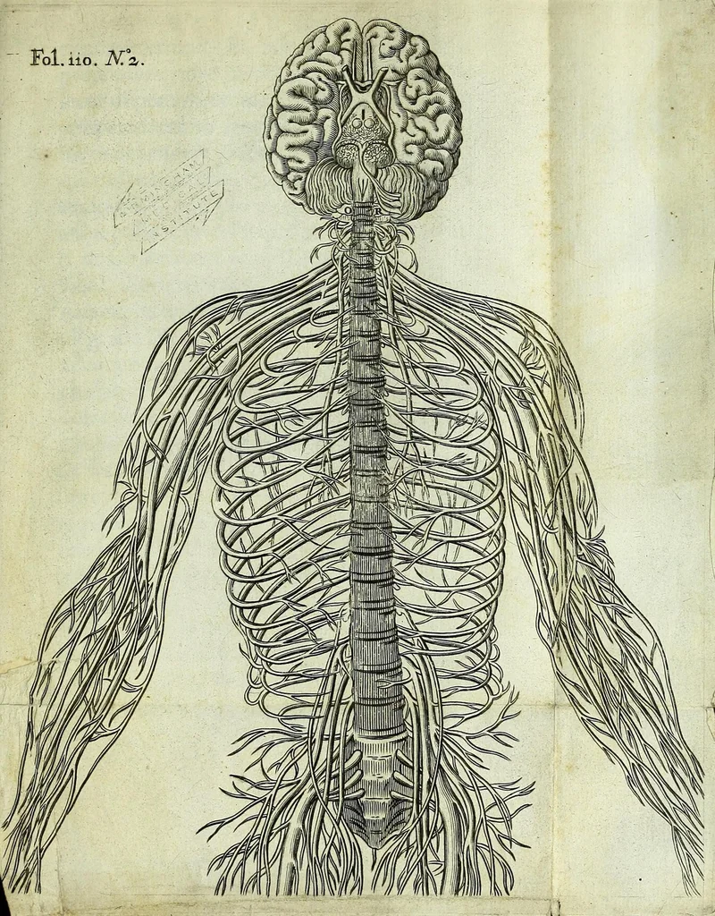 An illustration from Renatus des Cartes De homine figuris /, 1664, leaf 159