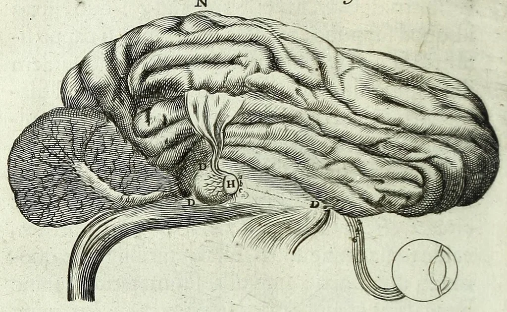 An illustration from Renatus des Cartes De homine figuris /, 1664, leaf 166