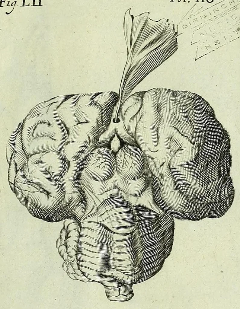 An illustration from Renatus des Cartes De homine figuris /, 1664, leaf 173