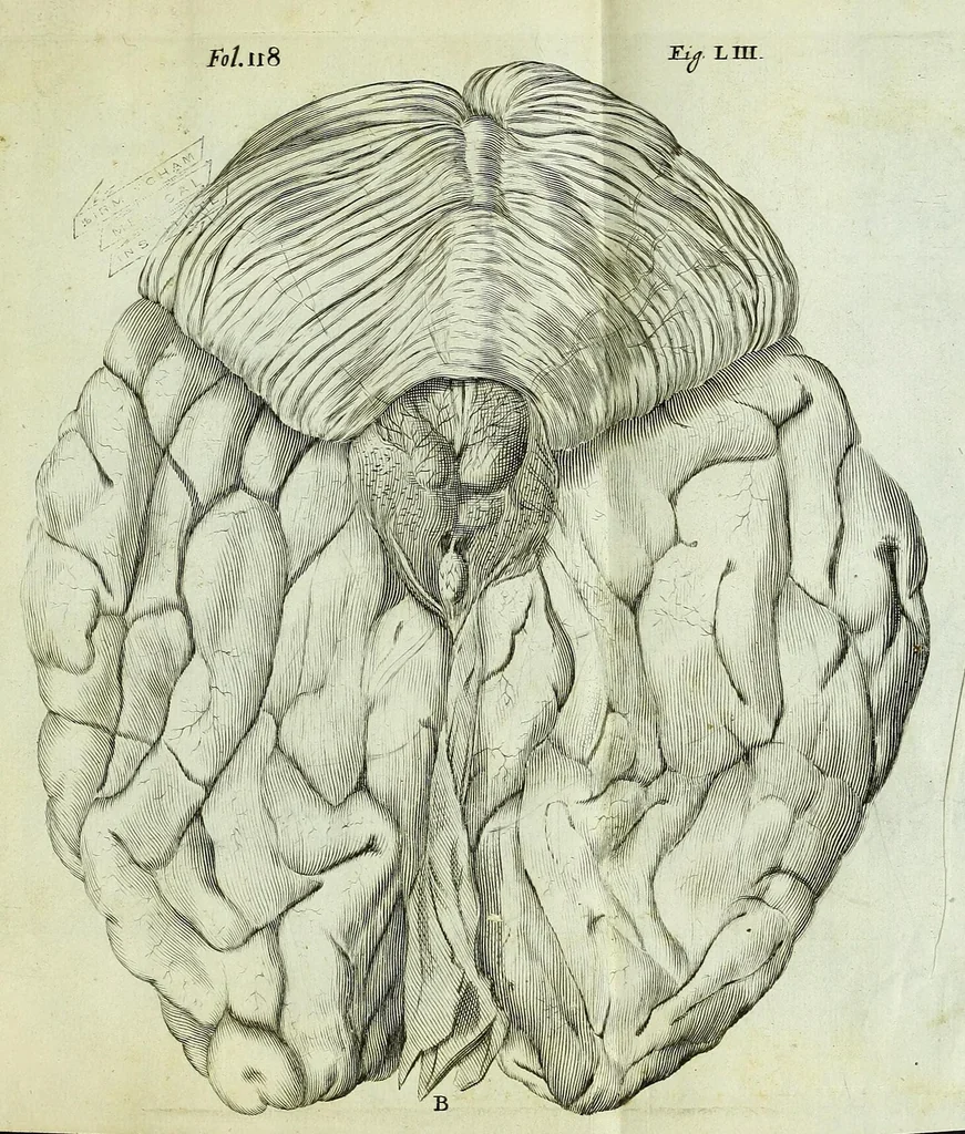 An illustration from Renatus des Cartes De homine figuris /, 1664, leaf 175
