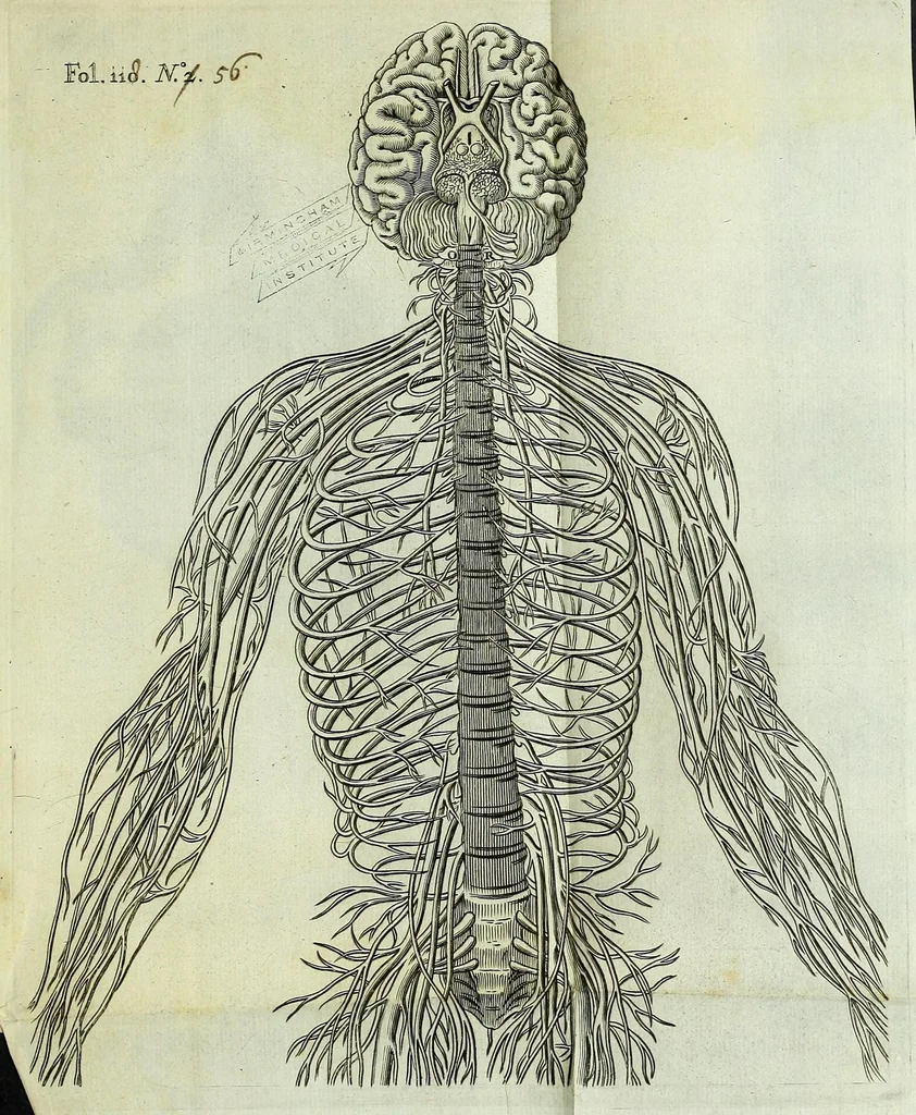 An illustration from Renatus des Cartes De homine figuris /, 1664, leaf 181