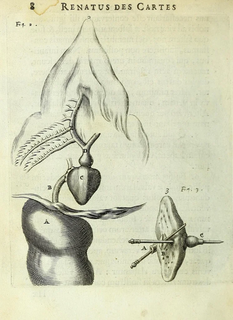 An illustration from Renatus des Cartes De homine figuris /, 1664, leaf 54