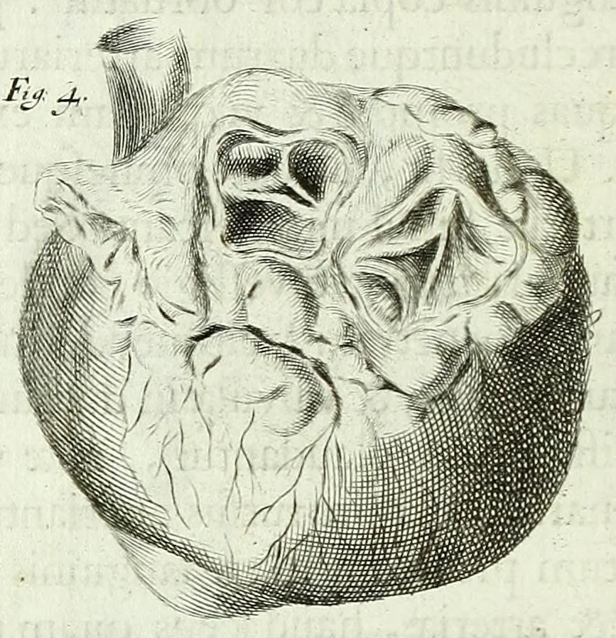 An illustration from Renatus des Cartes De homine figuris /, 1664, leaf 56