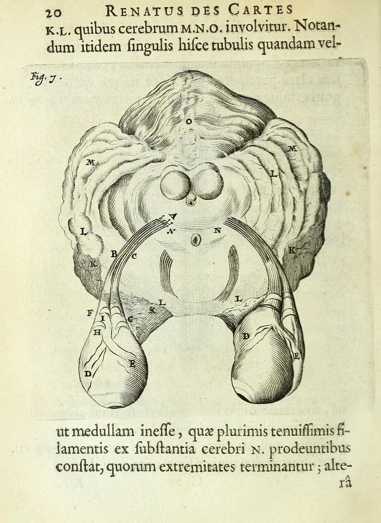 An illustration from Renatus des Cartes De homine figuris /, 1664, leaf 66