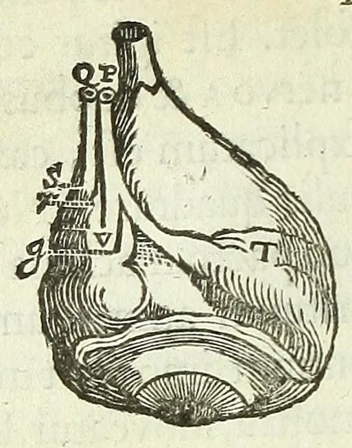An illustration from Renatus des Cartes De homine figuris /, 1664, leaf 72